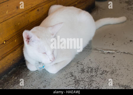 White cat sleeping on the floor, stock photo Stock Photo