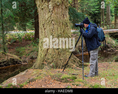 Photographer using a tripod to take photographs in The New Forest, Hampshire, UK Stock Photo