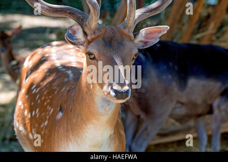 Close-up photography of fallow deer Stock Photo
