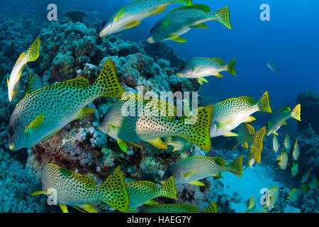 coral life diving Sudan Soudan Red Sea safari Stock Photo