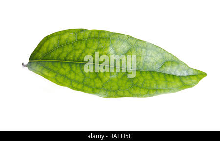 Tiliacora triandra leaf (Also named as Bai ya nang or Bai yanang in Thai, voar yeav in Khmer, Menispermaceae triandra or simply bamboo grass) green le Stock Photo