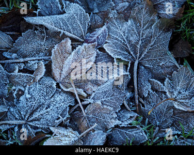 frost on ribs and veins of dried Autumn leaves creates monochrome pattern Stock Photo