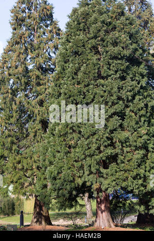 Mammutbaum, Riesen-Mammutbaum, Riesenmammutbaum, Berg-Mammutbaum, Wellingtonie, Sequoiadendron giganteum, Wellingtonia giganteum, giant sequoia, giant Stock Photo