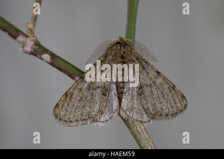 Schneespanner, Schnee-Spanner, Männchen, Phigalia pilosaria, Pale Brindled Beauty, male, Phalène velue, Phigalie velue, Phalène de l'aulne, Spanner, G Stock Photo