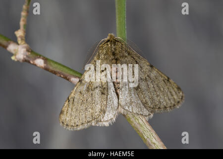 Schneespanner, Schnee-Spanner, Männchen, Phigalia pilosaria, Pale Brindled Beauty, male, Phalène velue, Phigalie velue, Phalène de l'aulne, Spanner, G Stock Photo