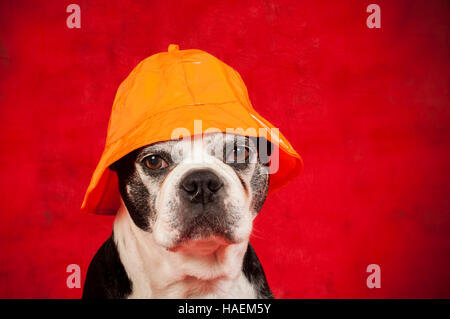 Boston terrier dog with disguise in front of red backdrop Stock Photo