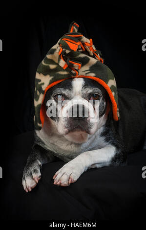 Boston terrier dog with disguise in front of black backdrop Stock Photo