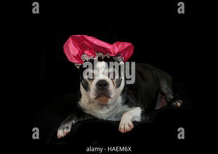 Boston terrier dog with disguise in front of black backdrop Stock Photo