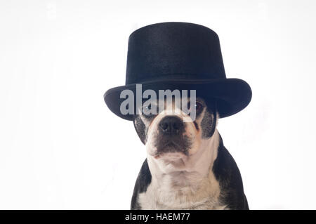 Boston terrier dog with disguise in front of white backdrop Stock Photo