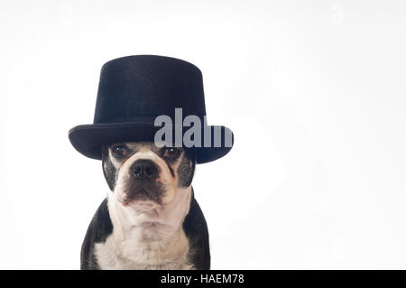 Boston terrier dog with disguise in front of white backdrop Stock Photo