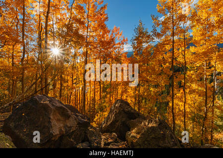 A view amongst the aspen trees at Bear Lake during their autumn color change. Stock Photo