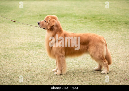 Golden Retriever standing at a dog show Stock Photo