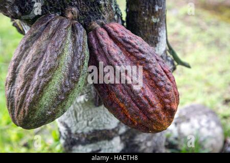 ILLUSTRATION OF MARTINIQUE, FRENCH ANTILLES, FRANCE Stock Photo