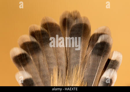 Beautiful brown feather of a wild bird on a orange background Stock Photo