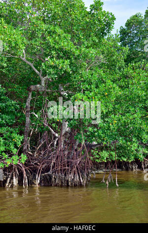Red mangroves (Rhizophora mangle) at low tide with aerial roots seen extending into water, Pine Island Sound Aquatic Preserve, Florida