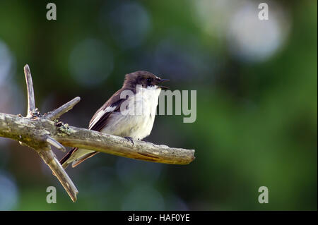 The singing male European Pied Flycatcher (Ficedula hypoleuca) ready to catch a fly with a defocused green forest background