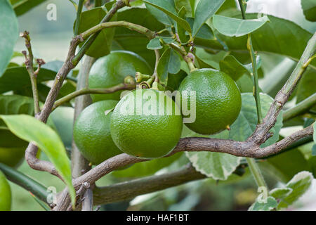 Bergamot orange fruits Stock Photo