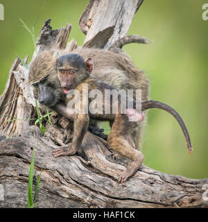 Olive Baboon,Mother and Infant, Cuddling Stock Photo