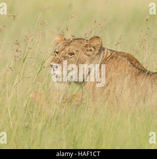 Lion in Tall Grass Serengeti National Park Stock Photo