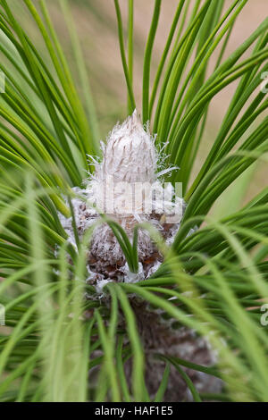 Longleaf pine winter bud Stock Photo