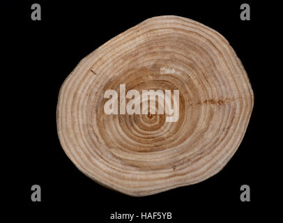 Alone saw cut birch  isolated on a black background Stock Photo