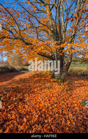 Beech tree shedding autumn leaves. Stock Photo