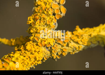 Lichen (Xanthoria parietina) growing on a tree. Stock Photo