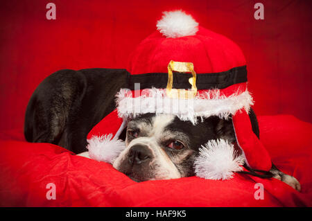 Boston terrier dog with disguise in front of red backdrop Stock Photo