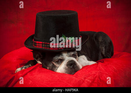 Boston terrier dog with disguise in front of red backdrop Stock Photo