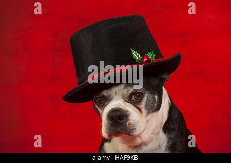 Boston terrier dog with disguise in front of red backdrop Stock Photo