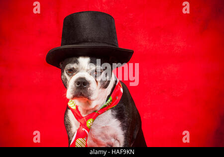 Boston terrier dog with disguise in front of red backdrop Stock Photo