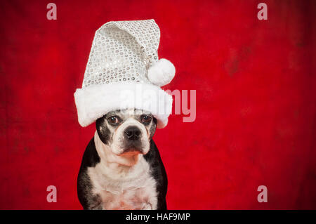 Boston terrier dog with disguise in front of red backdrop Stock Photo