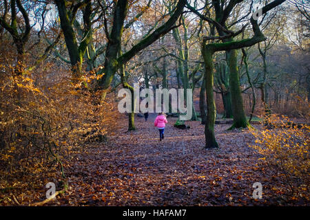 Autumn Scenes in Judy Woods, Bradford, West Yorkshire. Stock Photo