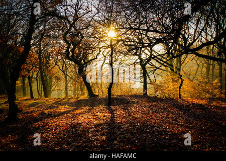 Autumn Scenes in Judy Woods, Bradford, West Yorkshire. Stock Photo