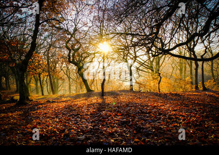 Autumn Scenes in Judy Woods, Bradford, West Yorkshire. Stock Photo