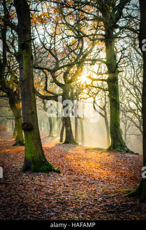 Autumn Scenes in Judy Woods, Bradford, West Yorkshire. Stock Photo