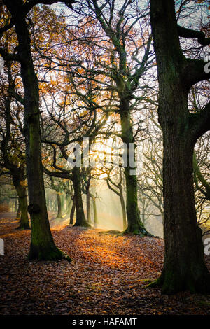 Autumn Scenes in Judy Woods, Bradford, West Yorkshire. Stock Photo