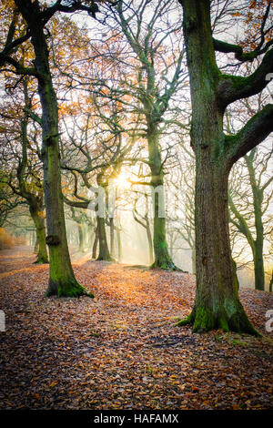 Autumn Scenes in Judy Woods, Bradford, West Yorkshire. Stock Photo