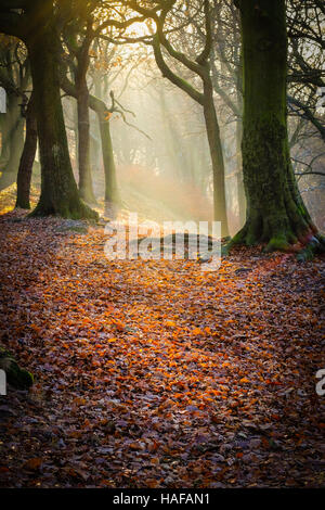 Autumn Scenes in Judy Woods, Bradford, West Yorkshire. Stock Photo