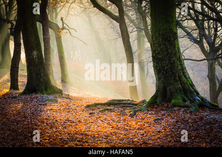 Autumn Scenes in Judy Woods, Bradford, West Yorkshire. Stock Photo