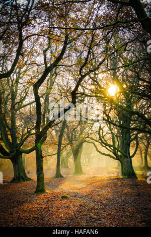 Autumn Scenes in Judy Woods, Bradford, West Yorkshire. Stock Photo