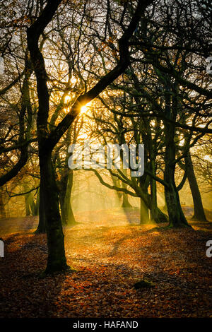 Autumn Scenes in Judy Woods, Bradford, West Yorkshire. Stock Photo