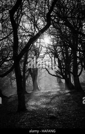 Autumn Scenes in Judy Woods, Bradford, West Yorkshire. Stock Photo