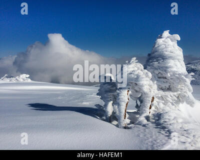 Trees covered with hoarfrost and snow in mountains. Stock Photo