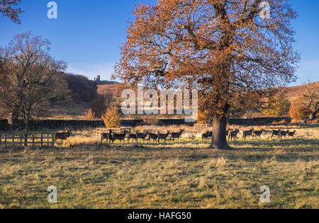 Red Deer during autumn in grounds of Bradgate Park, with Old John folly in the background, Newtown Linford, Leicestershire, UK Stock Photo