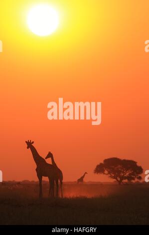 Giraffe - African Wildlife Silhouette - Sunset bliss of elegant Color and absolute beauty Stock Photo