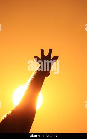 Giraffe - African Wildlife Background - Sunset Simplicity of Golden Light Stock Photo