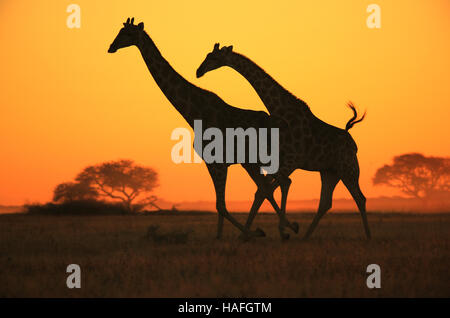 Giraffe Gallop - African Wildlife Silhouette - Colorful Sunset Wonders in the Wild Stock Photo