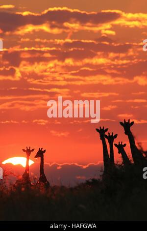 Giraffe - African Wildlife Background - Sunset Silhouette of Pink and Colors in Nature Stock Photo
