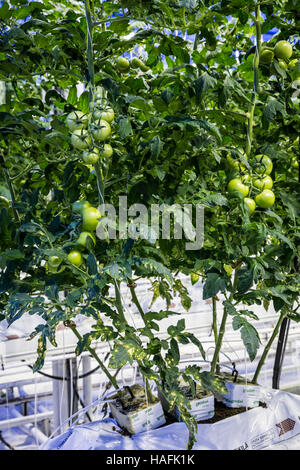 Tomatoes growing in the Fridheimer greenhouses in southern Iceland. Stock Photo